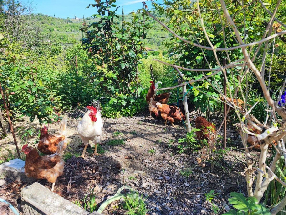 Salara Farmhouse Koper városi község Kültér fotó