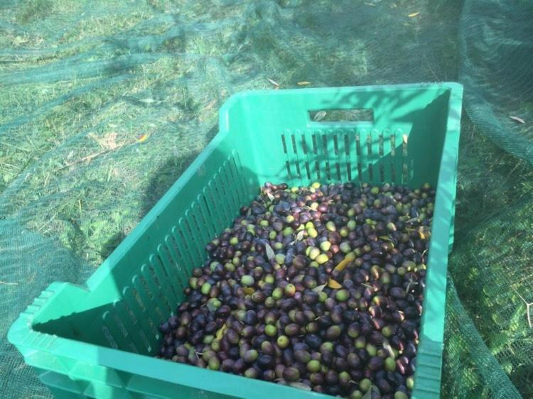 Salara Farmhouse Koper városi község Kültér fotó