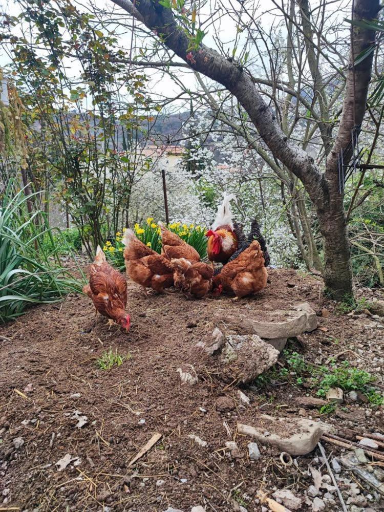 Salara Farmhouse Koper városi község Kültér fotó