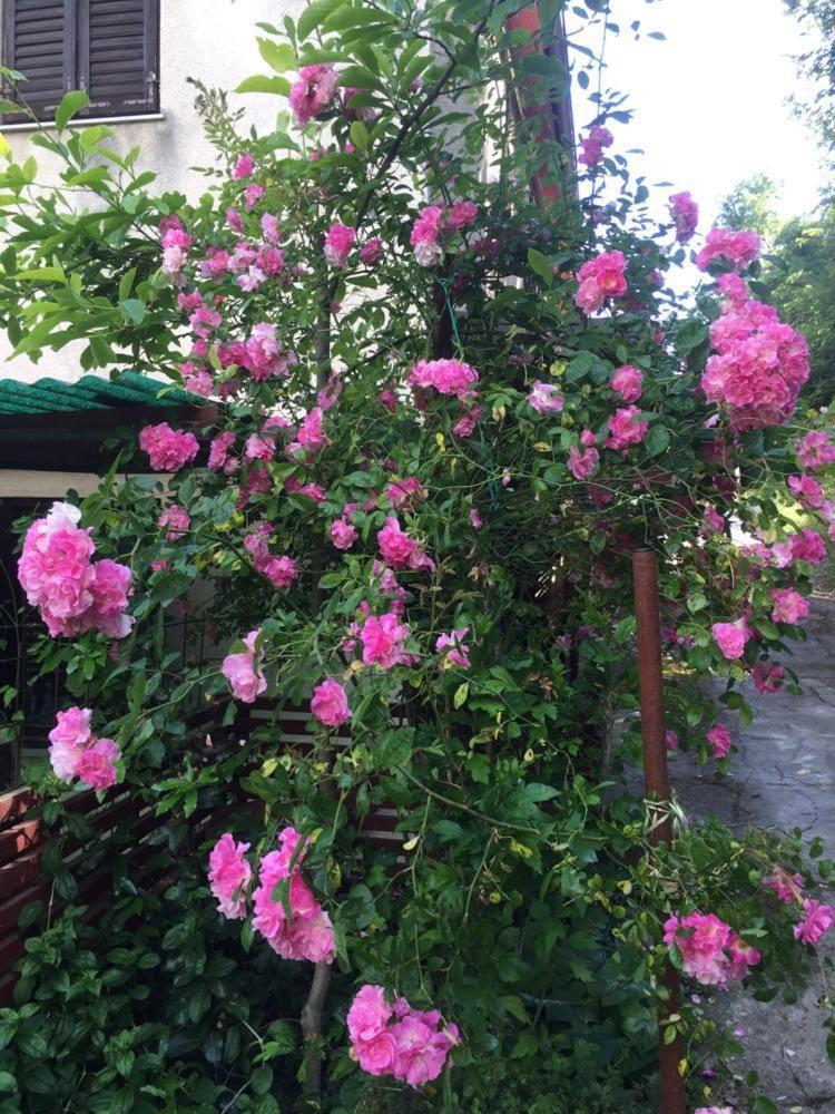 Salara Farmhouse Koper városi község Kültér fotó