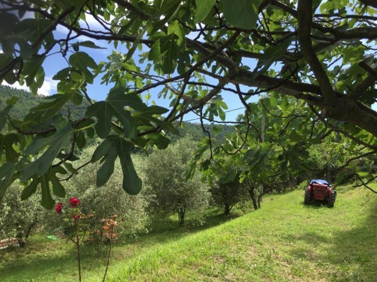 Salara Farmhouse Koper városi község Kültér fotó