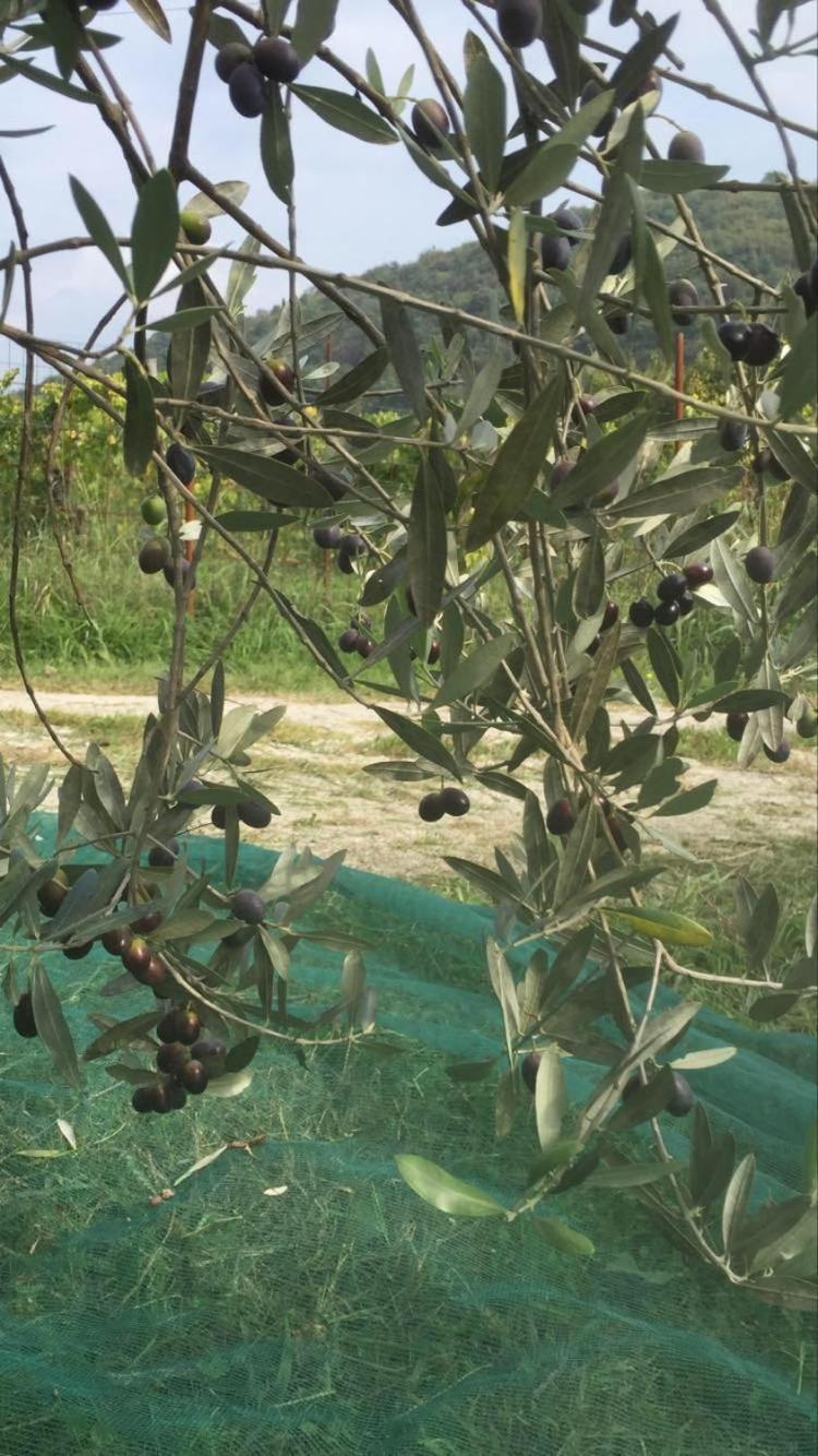Salara Farmhouse Koper városi község Kültér fotó