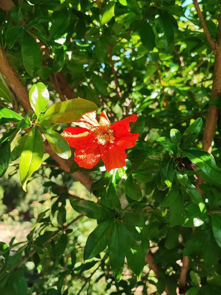Salara Farmhouse Koper városi község Kültér fotó