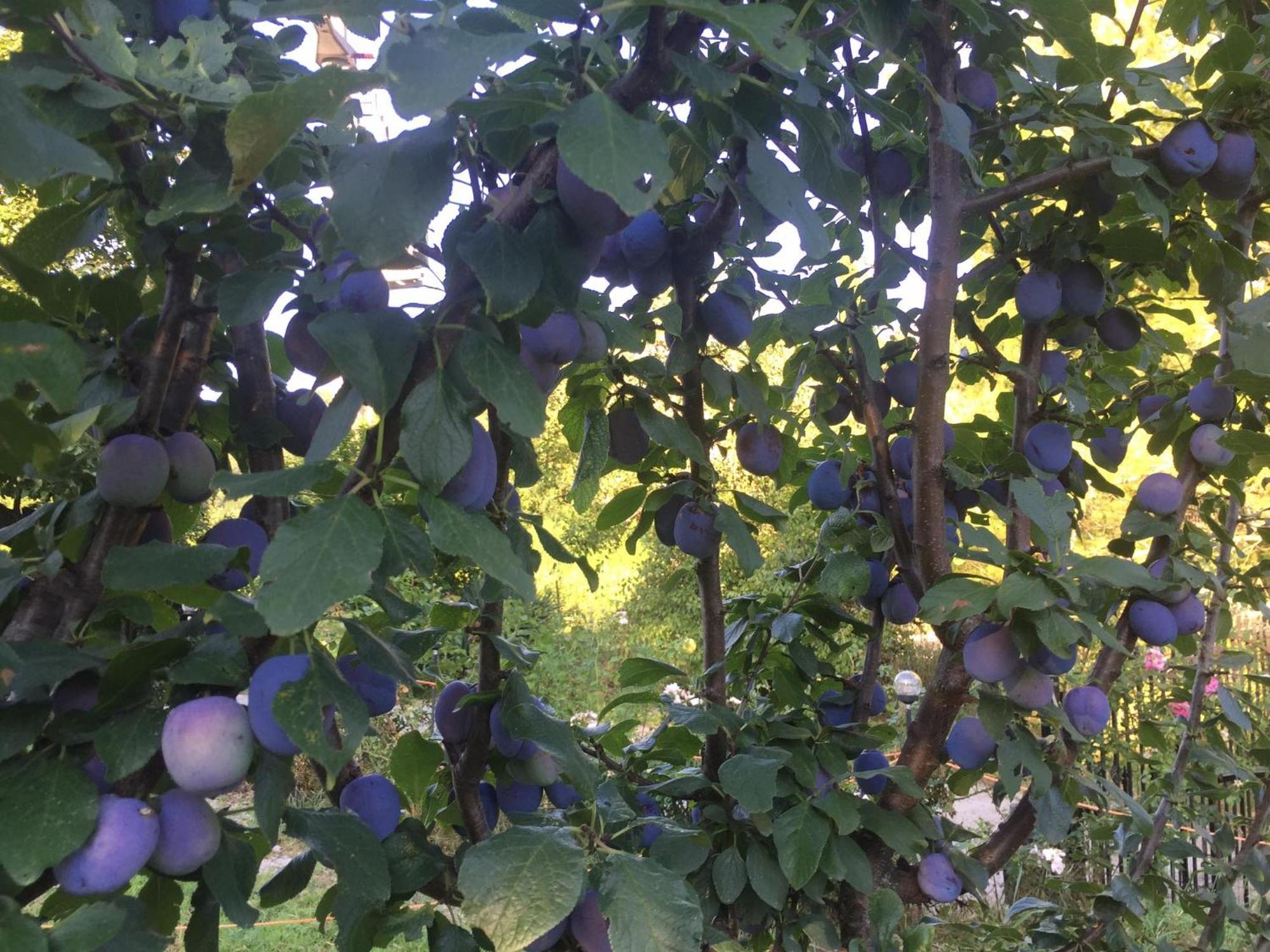 Salara Farmhouse Koper városi község Kültér fotó